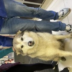 Подробнее об объявлении «Найдена собака хаски лайка маламут Химки» Фото: найдена собака  «Найдена собака хаски лайка маламут Химки» в г. Химки