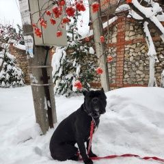 Картинка найдена собака В городе Видное замечен кобелёк. Видное