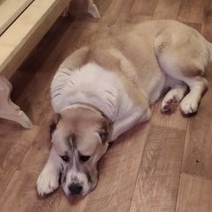 Подробнее об объявлении «Найдена собака в сумбулово.. Спасск-Рязанский» Фото: найдена собака  «Найдена собака в сумбулово.. Спасск-Рязанский» в г. Спасск-Рязанский