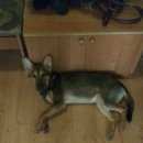 Подробнее об объявлении «Найдена собака кобель Реутов» Фото: найдена собака  «Найдена собака кобель Реутов» в г. Реутов