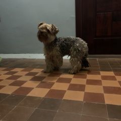 Подробнее об объявлении «Геленджик Найдена собака кобель нацден кобель йоркширского терьера» Фото: найдена собака Йоркширский терьер «Геленджик Найдена собака кобель нацден кобель...» в г. Геленджик