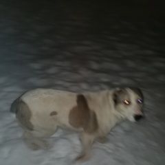 Подробнее об объявлении «Нижний Новгород Найдена собака» Фото: найдена собака  «Нижний Новгород Найдена собака» в г. Нижний Новгород