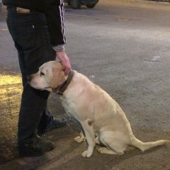 Подробнее об объявлении «Найдена собака кобель замечен лабрадор светло-палевый Солнечногорск» Фото: найдена собака Лабрадор ретривер «Найдена собака кобель замечен лабрадор...» в г. Солнечногорск