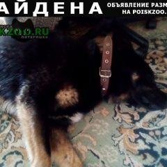 Подробнее об объявлении «Найдена собака кобель черный молодой пёс Москва» Фото: найдена собака  «Найдена собака кобель черный молодой пёс Москва» в г. Москва