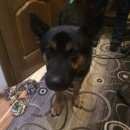 Подробнее об объявлении «Найдена собака кобель Химки» Фото: найдена собака  «Найдена собака кобель Химки» в г. Химки