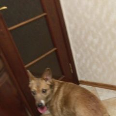 Подробнее об объявлении «Найдена собака Москва» Фото: найдена собака  «Найдена собака Москва» в г. Москва