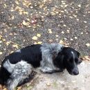 Подробнее об объявлении «Найдена собака кобель Дмитров» Фото: найдена собака Русский охотничий спаниель «Найдена собака кобель Дмитров» в г. Дмитров