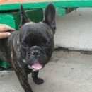 Подробнее об объявлении «Белгород Найдена собака кобель ухоженный и породистый» Фото: найдена собака Французский бульдог «Белгород Найдена собака кобель ухоженный и...» в г. Белгород