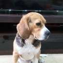 Подробнее об объявлении «Найдена собака кобель Тюмень» Фото: найдена собака Бигль «Найдена собака кобель Тюмень» в г. Тюмень