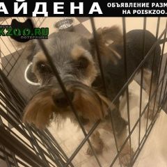 Подробнее об объявлении «Найдена собака кобель йоркширский терьер Пушкино» Фото: найдена собака Йоркширский терьер «Найдена собака кобель йоркширский терьер Пушкино» в г. Пушкино