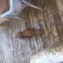 Подробнее об объявлении «Найдена собака видел собаку с ошейником Нижний Новгород» Фото: найдена собака  «Найдена собака видел собаку с ошейником Нижний...» в г. Нижний Новгород