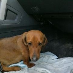 Подробнее об объявлении «Горячий Ключ Найдена собака такса коричневая» Фото: найдена собака Такса «Горячий Ключ Найдена собака такса коричневая» в г. Горячий Ключ