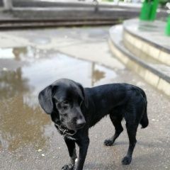 Подробнее об объявлении «Найдена собака Воронеж» Фото: найдена собака  «Найдена собака Воронеж» в г. Воронеж