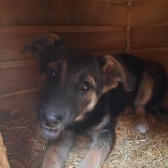 Подробнее об объявлении «Монино Найдена собака в добрые руки» Фото: найдена собака  «Монино Найдена собака в добрые руки» в г. Монино