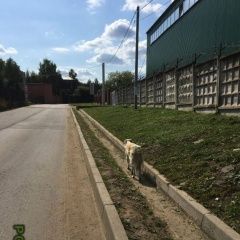 Подробнее об объявлении «Найдена собака борзая в брехово Москва» Фото: найдена собака Русская псовая борзая «Найдена собака борзая в брехово Москва» в г. Москва