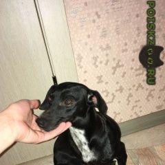 Подробнее об объявлении «Краснодар Найдена собака» Фото: найдена собака  «Краснодар Найдена собака» в г. Краснодар