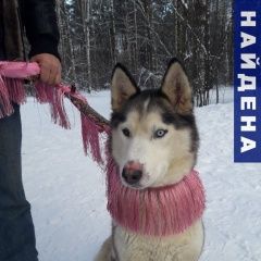 Подробнее об объявлении «Найдена собака Москва» Фото: найдена собака Сибирская хаски «Найдена собака Москва» в г. Москва