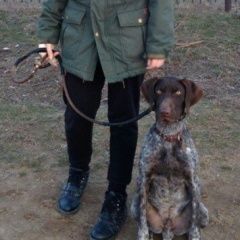 Подробнее об объявлении «Волжский (Волгоградская обл.) Найдена собака кобель» Фото: найдена собака Курцхаар «Волжский (Волгоградская обл.) Найдена собака...» в г. Волжский (Волгоградская обл.)