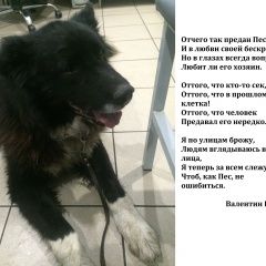 Подробнее об объявлении «Найдена собака метис кавказской овчарки Долгопрудный» Фото: найдена собака  «Найдена собака метис кавказской овчарки...» в г. Долгопрудный