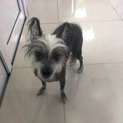 Подробнее об объявлении «Горячий Ключ Найдена собака «китайская хохлатая».» Фото: найдена собака Китайская хохлатая собака «Горячий Ключ Найдена собака «китайская хохлатая».» в г. Горячий Ключ