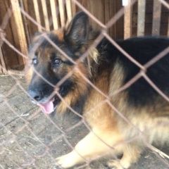 Подробнее об объявлении «Горно-Алтайск Найдена собака кобель на улице онгудайской» Фото: найдена собака Немецкая овчарка «Горно-Алтайск Найдена собака кобель на улице...» в г. Горно-Алтайск