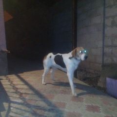 Подробнее об объявлении «Славянск-на-Кубани Найдена собака кобель» Фото: найдена собака  «Славянск-на-Кубани Найдена собака кобель» в г. Славянск-на-Кубани