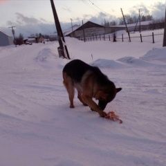 Подробнее об объявлении «Найдена собака кобель Томск» Фото: найдена собака Немецкая овчарка «Найдена собака кобель Томск» в г. Томск