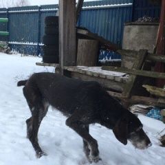 Подробнее об объявлении «Красноармейск (Московская обл.) Найдена собака» Фото: найдена собака Дратхаар «Красноармейск (Московская обл.) Найдена собака» в г. Красноармейск (Московская обл.)