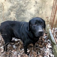 Подробнее об объявлении «Евпатория Найдена собака кобель» Фото: найдена собака  «Евпатория Найдена собака кобель» в г. Евпатория