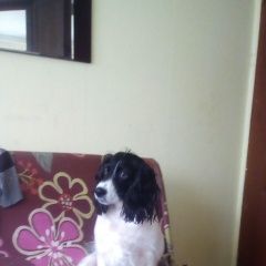 Подробнее об объявлении «Краснодар Найдена собака» Фото: найдена собака  «Краснодар Найдена собака» в г. Краснодар