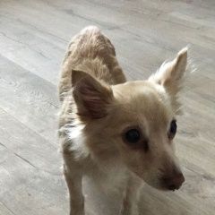 Подробнее об объявлении «Краснодар Найдена собака» Фото: найдена собака  «Краснодар Найдена собака» в г. Краснодар