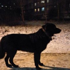 Подробнее об объявлении «Нарофоминск Найдена собака черный пес» Фото: найдена собака  «Нарофоминск Найдена собака черный пес» в г. Нарофоминск