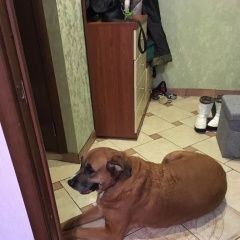 Подробнее об объявлении «Найдена собака кобель в чертаново Москва» Фото: найдена собака  «Найдена собака кобель в чертаново Москва» в г. Москва