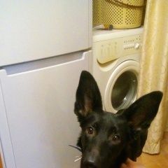 Подробнее об объявлении «Колпино Найдена собака в» Фото: найдена собака  «Колпино Найдена собака в» в г. Колпино