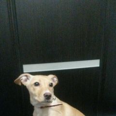 Подробнее об объявлении «Найдена собака Тюмень» Фото: найдена собака  «Найдена собака Тюмень» в г. Тюмень