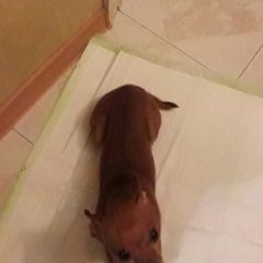 Подробнее об объявлении «Ростов-на-Дону Найдена собака той терьер» Фото: найдена собака Той-терьер «Ростов-на-Дону Найдена собака той терьер» в г. Ростов-на-Дону