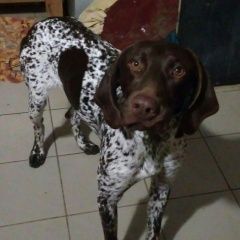 Подробнее об объявлении «Краснодар Найдена собака кобель курцхаара» Фото: найдена собака Курцхаар «Краснодар Найдена собака кобель курцхаара» в г. Краснодар