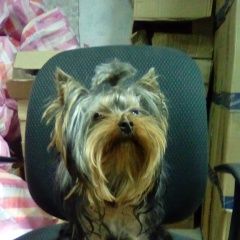 Подробнее об объявлении «Красноярск Найдена собака кобель» Фото: найдена собака Йоркширский терьер «Красноярск Найдена собака кобель» в г. Красноярск