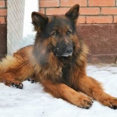 Подробнее об объявлении «Найдена собака кобель немецкой овчарки Мытищи» Фото: найдена собака Немецкая овчарка «Найдена собака кобель немецкой овчарки Мытищи» в г. Мытищи