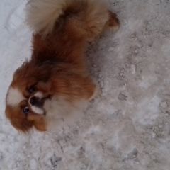 Подробнее об объявлении «Ростов-на-Дону Найдена собака» Фото: найдена собака  «Ростов-на-Дону Найдена собака» в г. Ростов-на-Дону