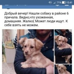 Подробнее об объявлении «Самара Найдена собака» Фото: найдена собака  «Самара Найдена собака» в г. Самара