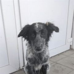 Подробнее об объявлении «Новомосковск Найдена собака кобель. метис спаниель черно-пегий сука» Фото: найдена собака Русский охотничий спаниель «Новомосковск Найдена собака кобель. метис...» в г. Новомосковск