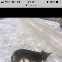 Подробнее об объявлении «Красноярск Найдена собака» Фото: найдена собака  «Красноярск Найдена собака» в г. Красноярск