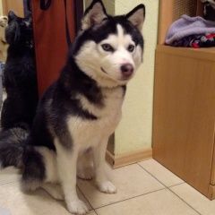 Подробнее об объявлении «Ярославль Найдена собака хаски, заволжский район» Фото: найдена собака Сибирская хаски «Ярославль Найдена собака хаски, заволжский район» в г. Ярославль