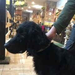 Подробнее об объявлении «Ростов-на-Дону Найдена собака кобель помогаю информационно» Фото: найдена собака  «Ростов-на-Дону Найдена собака кобель помогаю...» в г. Ростов-на-Дону