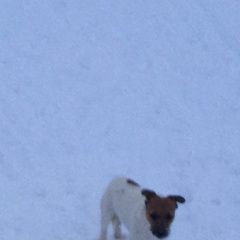 Подробнее об объявлении «Колпино Найдена собака» Фото: найдена собака Джек рассел терьер «Колпино Найдена собака» в г. Колпино