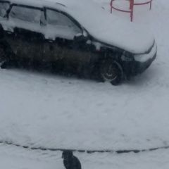 Подробнее об объявлении «Бор Найдена собака» Фото: найдена собака Кламбер-спаниель «Бор Найдена собака» в г. Бор