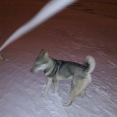 Подробнее об объявлении «Найдена собака молодая лайка на мещере Нижний Новгород» Фото: найдена собака  «Найдена собака молодая лайка на мещере Нижний...» в г. Нижний Новгород