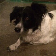 Подробнее об объявлении «Красноярск Найдена собака крас. раб. 167» Фото: найдена собака  «Красноярск Найдена собака крас. раб. 167» в г. Красноярск