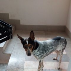 Подробнее об объявлении «Найдена собака девочка. сормово. Нижний Новгород» Фото: найдена собака  «Найдена собака девочка. сормово. Нижний Новгород» в г. Нижний Новгород